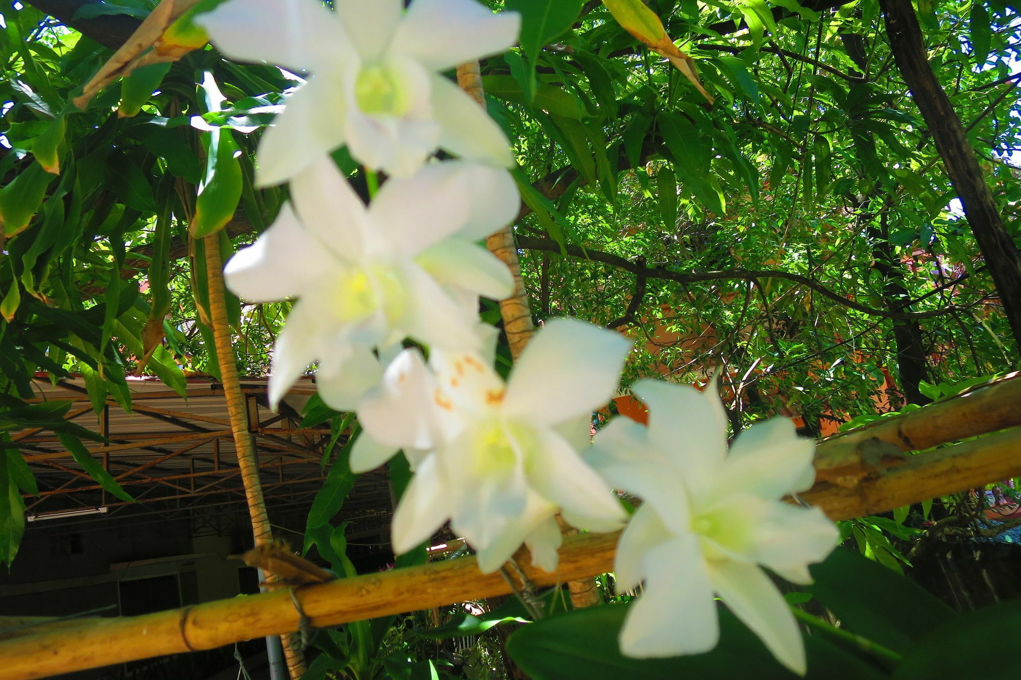 Kampot Guesthouse מראה חיצוני תמונה